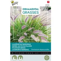 Buzzy Ornamental Grasses, Pennisetum alopecuriodes