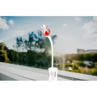 Loranto Tulp Rood Wit - Glazen Tulpen - Bloemen - Tulpen van Glas - Glazen Bloemen