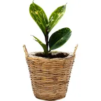Mega Collections Planten/bloemen mand Cuba - rotan - lichtbruin - D17 x H14 cm - plantenpot voor buiten
