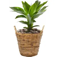 Mega Collections Planten/bloemen mand Cuba - rotan - lichtbruin - D19 x H16 cm - plantenpot voor buiten