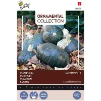 Buzzy 2 stuks - Buzzy - Ornamental Pompoen Sweet Mama F1