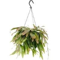 Green bubble Rhipsalis Red Coral hangplant - 25 cm