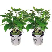 FloraStore Hydrangea Strong Annabelle - 2 stuks - Hortensia - Pot 19cm - Hoogte 30-40cm - Hydr. Strong Annabelle P19 x2
