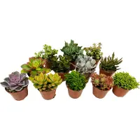 FloraStore Mini-Vetplanten - Mix van 12 stuks - Pot 5,5cm - Hoogte 5-10 cm - Succulent Mix P5,5 x12