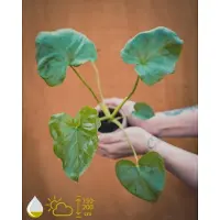Grow Your Ownn Kweekset - Philodendron Selloum