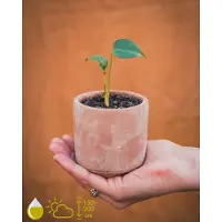 Grow Your Ownn Monstera Deliciosa Kamerplant Kweekset - Kweek je eigen Monstera gatenplant -