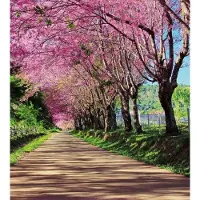 Dimex Fotobehang - Blossom Alley 225x250cm - Vliesbehang