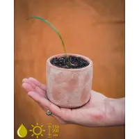 Grow Your Ownn kweekset - Phoenix Roebelenii (Dwergdadelpalm) - Kamerplant Kweekset