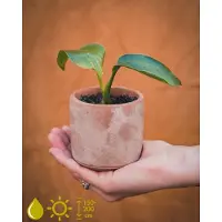 Grow Your Ownn kweekset - Strelitzia Nicolai (Paradijsvogelbloem) - Kamerplant Kweekset