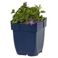 QFB Gardening - Campanula poscharskyana