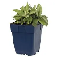 QFB Gardening - Anaphalis triplinervis