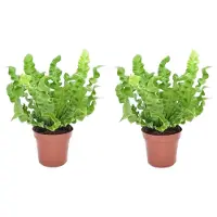 FloraStore Asplenium nidus 'Crispy Wave' - Varen - Set van 2 - Pot 12cm - Hoogte 25-40cm - Crispy Wave P12 x2