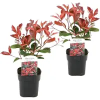 FloraStore - Photinia fraseri Red Robin - Set van 2 - Helderrode bladeren - Wintergroene heester - Pot 17cm - Hoogte 30-40cm
