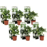 FloraStore Hydrangea macrophylla - Wit - Set van 6 - Hortensia - Pot 9cm - Hoogte 25-40cm - Hortensia x6 - White