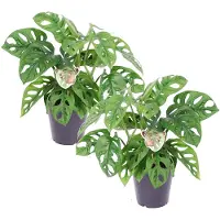 FloraStore Monstera Monkey Mask - Set van 2 - Rimpelgatenplant - Pot 12cm - Hoogte 25-30cm - Monkey Mask x2