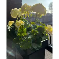 LeopoldFlora Buiten kunst geranium XL wit uv-bestendig
