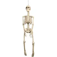 Coppens Decoratie skelet 92cm |
