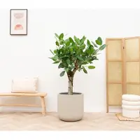 Green bubble Ficus Benghalensis Audrey op dikke stam - 150cm