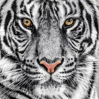 Karo-art Foto Glas Art - Witte tijger, 80x80 cm prachtig voor in de woon en of slaapkamer, inclusief ophang materiaal.