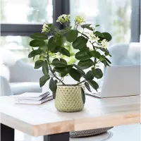Maxifleur Kunstplanten Stephanotis kunstplant 40cm