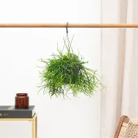 Green bubble Rhipsalis Oasis hangplant - 25 cm