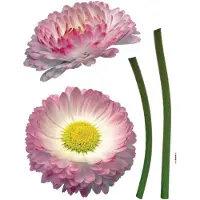 Komar - Muursticker - Daisy - Kinderbehang - Zelfklevend - Muurdecoratie - Stickers - 50 x 70 cm