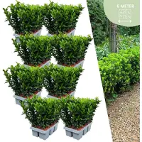 Plants by Frank | 48 Groene Kardinaalsmuts Haagplanten | Euonymus japonicus 'Green Spire' | Buxusvervanger | Winterharde haagplanten | Groenblijvende haag