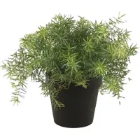Emerald Asparagus bush 10 cm lt green in black pot 9.5 cm