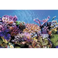 Superfish Aquarium Decoratie Poster A5 Multi 120 X 61 Cm