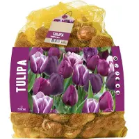Florex Bloembollen Tulp (Tulipa) Paarse Mix 40 Stuks
