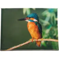 Farmwood Animals Buitenschilderij Ijsvogel 30x40cm Blauw blauw Canvas Schilderij
