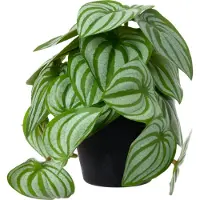 Intratuin Kunstplant Watermeloenplantje D 9 H 17 Cm