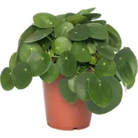 Intratuin Pannenkoekenplant (Pilea Peperomioides) D 15 H 30 Cm
