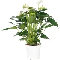 Intratuin Flamingoplant (Anthurium Andreanum 'White Champion') D 14 H 50 Cm