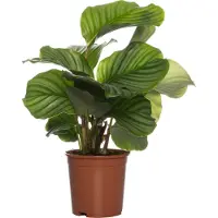 Intratuin Calathea (Calathea Orbifolia) D 14 H 50 Cm