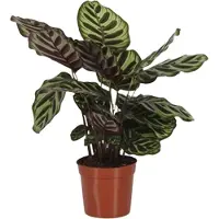Intratuin Calathea (Calathea Makoyana) D 14 H 40 Cm