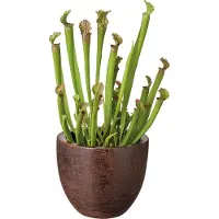 Intratuin Trompetbekerplant (Sarracenia) D 12 H 35 Cm