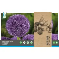 Intratuin Bloembollen Sierui (Allium 'Globemaster') 2 Stuks