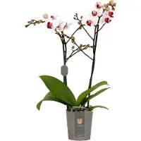 Intratuin Vlinderorchidee 2 Tak (Phalaenopsis Multiflora 'Red Lips') D 12 H 50 Cm