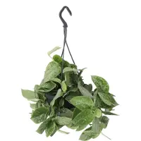 Intratuin Scindapsus In Hangpot (Scindapsus Pictus 'Silvery Ann') D 14 H 40 Cm