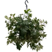 Intratuin Suikerdruifje In Hangpot (Cissus Rhombifolia 'Ellen Danica') D 19 H 30 Cm