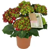 Intratuin Hortensia (Hydrangea Macrophylla 'Hot Red') D 14 H 40 Cm