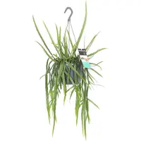 Intratuin Bladcactus In Hangpot (Lepismium Bolivianum) D 17 H 40 Cm