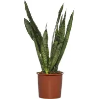 Intratuin Vrouwentong (Sansevieria Zeylanica) D 14 H 50 Cm