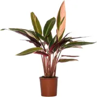 Intratuin Stromanthe (Stromanthe Sanguinea 'Triostar') D 14 H 40 Cm