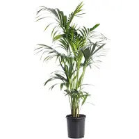 Intratuin Kentiapalm (Howea Forsteriana) D 24 H 140 Cm