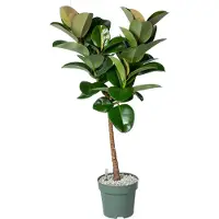 Beautanic Lifestyle Rubberboom Op Stam (Ficus Elastica 'Makana') D 27 H 120 Cm