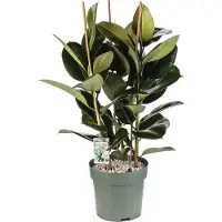 Beautanic Lifestyle Rubberboom (Ficus Elastica 'Mandela') D 30 H 120 Cm
