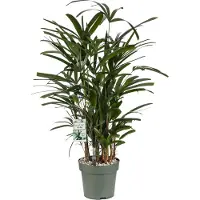 Beautanic Lifestyle Bamboepalm (Rhapis Excelsa) D 24 H 90 Cm
