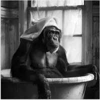 PosterMonkey Poster 100x100 cm - Aap - Dier - Bad - Zwart - Wit - Humor - Posters - Wanddecoratie badkamer - Muurdecoratie WC - Decoratieve accessoires - Toilet muur decoratie